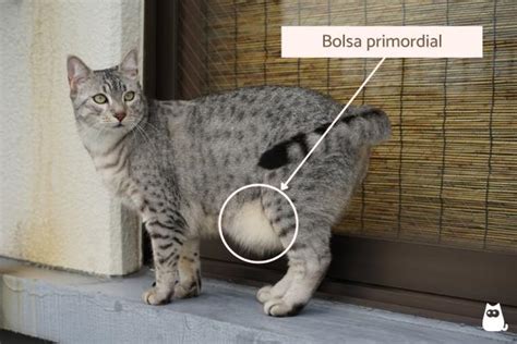 bolsa primordial felina.